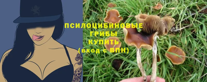 Псилоцибиновые грибы Magic Shrooms  магазин  наркотиков  Каргат 